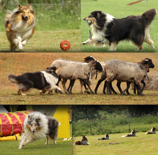 Aktuality Lassie Sport