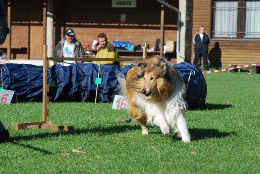 Aktuality Lassie Sport